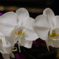 Orchids piropo flowers